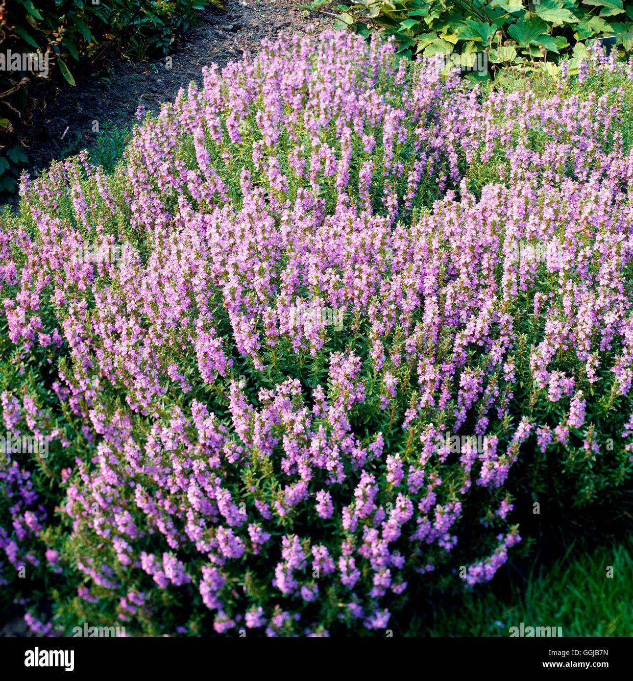 Hyssop - Pink - (Hyssopus officinalis `Roseus')   HER044854 Stock Photo